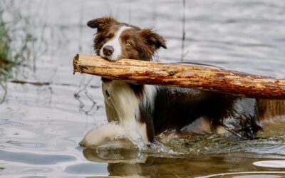 Urlaub mit Hunden